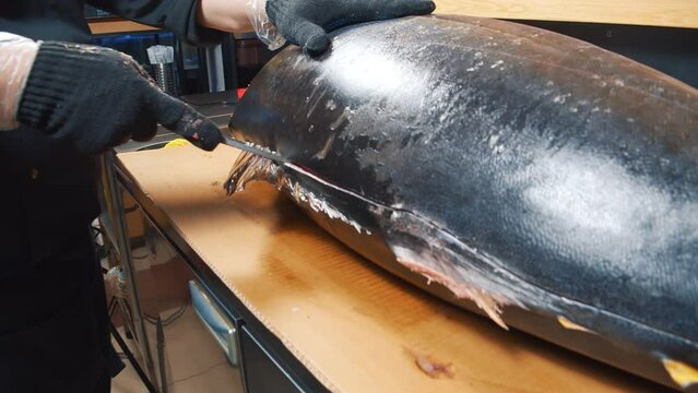 Close-up of the process of cutting tuna fish at the market. Male hands in gloves cutting a large fish with a knife.