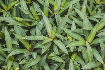 Tradescantia spathacea It is a medicinal plant that is easy to care for at home.