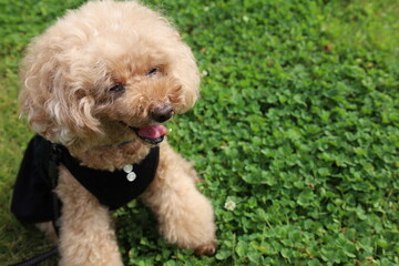 poodle puppy in grass