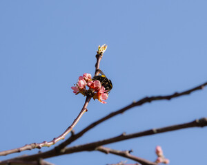 Low angle shot of a hoverfly on a tree flower