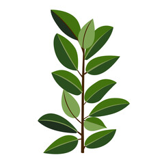 Houseplant ficus rubber for interior decoration. Vector illustration of home flowers. Trendy home decor with plants, urban jungle.