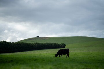 Stud Angus, wagyu, speckle park, Murray grey, Dairy and beef Cows and Bulls grazing on grass and pasture in a field. The animals are organic and free range, being grown on an agricultural farm