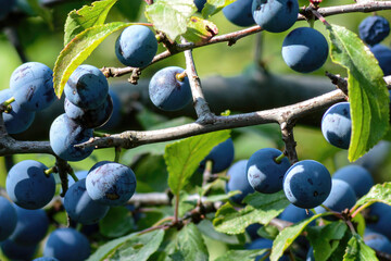 blueberries on a branch