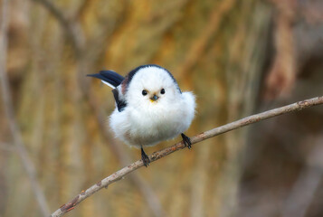 Cute Long-tailed tit in autumn forest