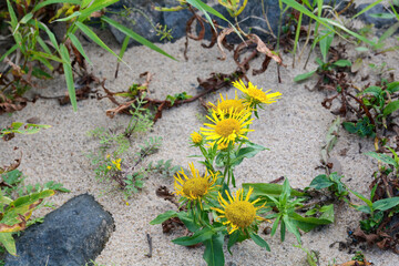yellow flower in the sand
