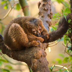 Cute lemur with a long beautiful tail. 