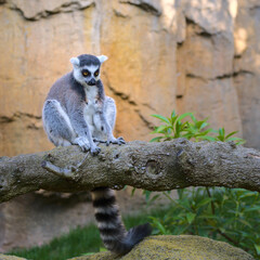Cute lemur with a long beautiful tail. 