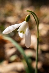 spring snowdrop flower