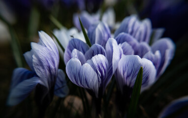 spring crocus flowers