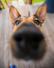 Vertical funny closeup shot of an adorable german shepherd snout