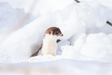 Least Weasel (Mustela nivalis) in snowy March