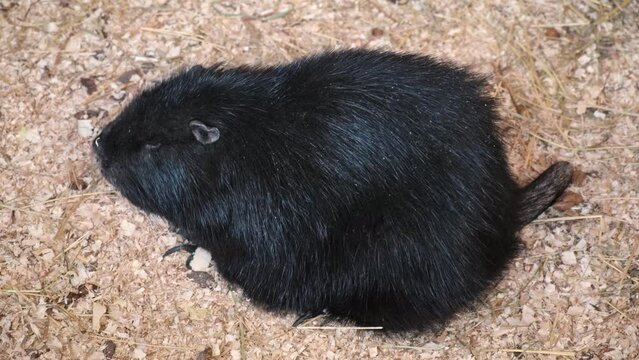 Muskrat. Closeup of Ondatra zibethicus or nutria. Myocastor coypus rodent. Breeding of muskrats on the farm. Nutria with long black fur.