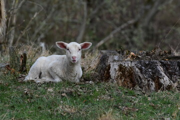 Obraz premium Lämmchen