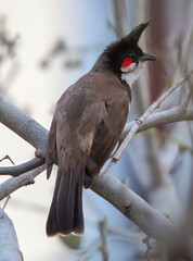 Vertical close-up of a red whiskered bulbul bird on a tree branch