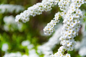 white flowers in the garden