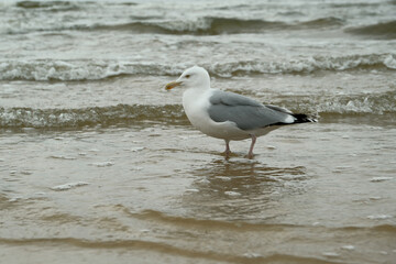 seagulls walk along the seashore.Seagull walking along seashore. Black-headed gull, Chroicocephalus ridibundus