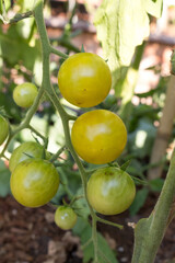 Green tomatoes ripen in the garden. Tomatoes on a branch in the process of growth and ripening.