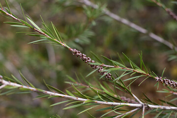 Twigs of green shrubbery on a blurred background of nature. The theme of nature in spring.