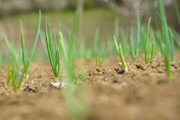 onion furrow in a garden in a rural area. photo during the day.