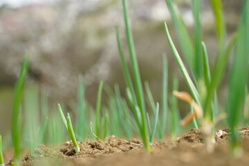 onion furrow in a garden in a rural area. photo during the day.