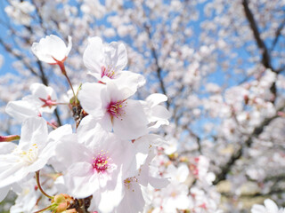 Cherry blossoms in full bloom under the blue sky in spring, Sakura flower, Nature or environment background