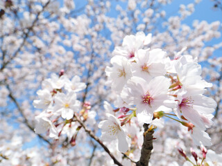 Fototapeta na wymiar Cherry blossoms in full bloom under the blue sky in spring, Sakura flower, Nature or environment background