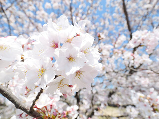 Obraz premium Cherry blossoms in full bloom under the blue sky in spring, Sakura flower, Nature or environment background