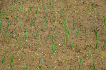 onion furrow in a rural household. outdoor photography.