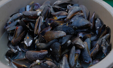 Asian green mussel with spicy seafood sauce. Serving of green mussels on a tray ready to eat. Perna viridis