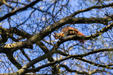 Eichhörnchen