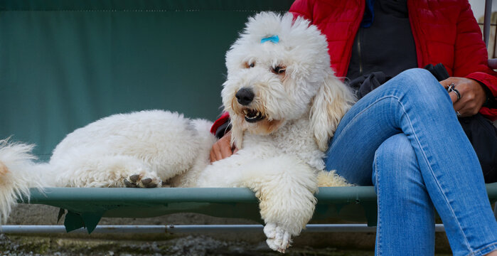 white poodle sitting on a rocking chair next to his mistress. photo during the day.