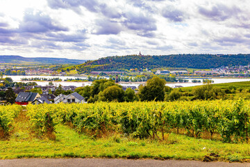 The vineyards in the Rhine