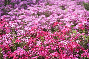 Obraz premium 芝桜