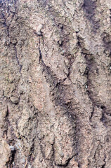 Gray bark of a tree close up