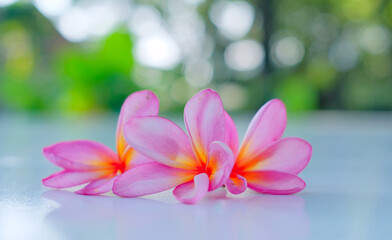 Frangipani Flower -Frangipani flower blooms with a blur background, pink frangipani flowers