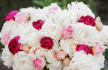 Beautiful pink peonies in the summer garden. Beautiful floral background.