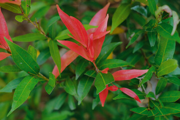 close up the details of the plant shoots red (Syzygium oleana) with a blurry background. This plant is an ornamental plant, so it is usually planted in a garden or yard