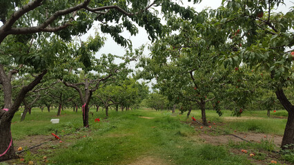 Natural view of a pathway with peach trees on the side in Okanagan Valley, Canada