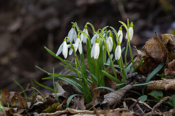White snowdrop flower, close up. Galanthus blossoms illuminated by the sun in the green blurred background, early spring. Galanthus nivalis bulbous, perennial herbaceous plant in Amaryllidaceae family