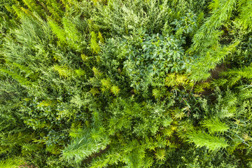Field of industrial hemp in Slovakia