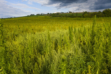 Field of industrial hemp in Slovakia