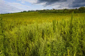 Gordijnen Field of industrial hemp in Slovakia © Fyle