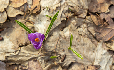 Close up of a woodland crocus, crocus tommasinianus, flower emerging into bloom