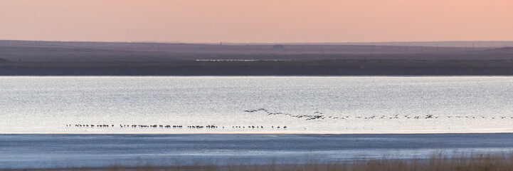 Common cranes on their night place. Cranes have stayed on the bank of the lake. Poland wildlife nature. Calm morning on the lake with cranes