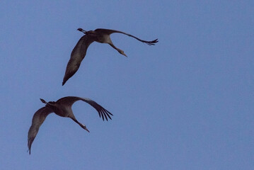 Two Greater Sandhill Cranes in flight against a evening sky
