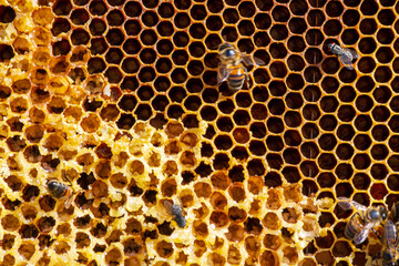 Bees working on honey cells. Close up macro. World Bee Day. Copy paste. Space for text