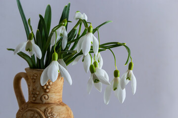 Beautiful snowdrops in wicker basket against light grey background, closeup