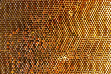 Background texture and pattern of a section of wax honeycomb from a bee hive filled with golden honey in a full frame view