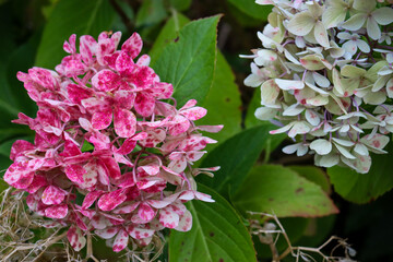 close up of pink and white hydrangea blooms in garden