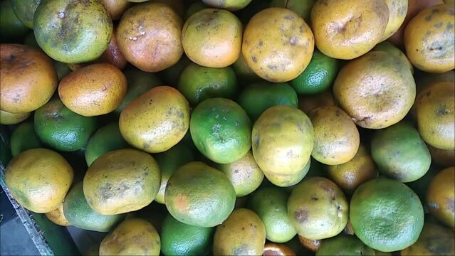 citrus fruit close up hd video. Oranges are flowering plants belonging to the Citrus clan of the Rutaceae tribe (orange-orange tribe). oranges are a source of vitamin c. round shoot
